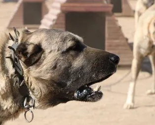 Dünya ’kangal’ı kabul etti