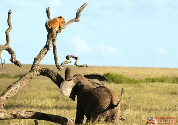 Yılan evcil köpeğe saldırdı! Dehşet dolu anlar... - 41