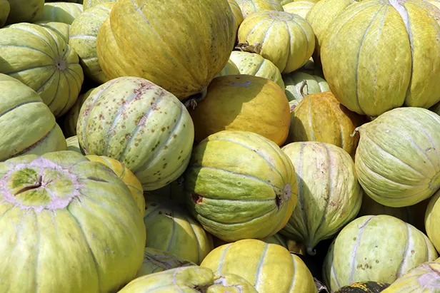 kavun-kabuklarini-sakin-atmayin-cope-atan-bin-pisman-oluyor-meger-kabugu-kendisinden-daha-faydaliymis-1695462966036.jpg Öyle bir etkisi ortaya çıktı ki dışı içinden daha faydalıymış! Kavun kabuklarını sakın çöpe atmayın!-3