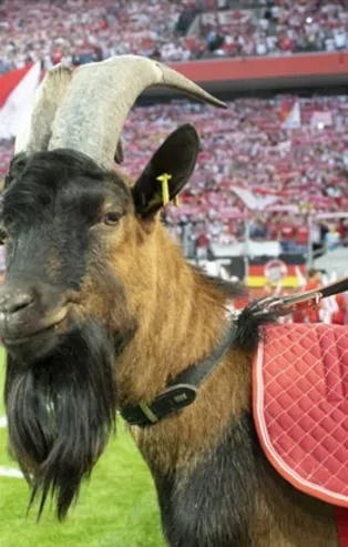 Almanya Bundesliga Ruhr derbisi ile başlıyor! İşte Bundesliga'da son puan durumu