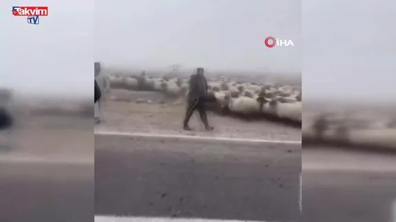 Siirt’te sis bastı: Araç koyun sürüsüne daldı! 3 hayvan telef