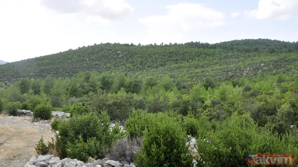 Türkiye'nin en kalitelisi! 5 milyon lira gelir elde edilen defne alanı orman yangınlarında yok oldu - 12