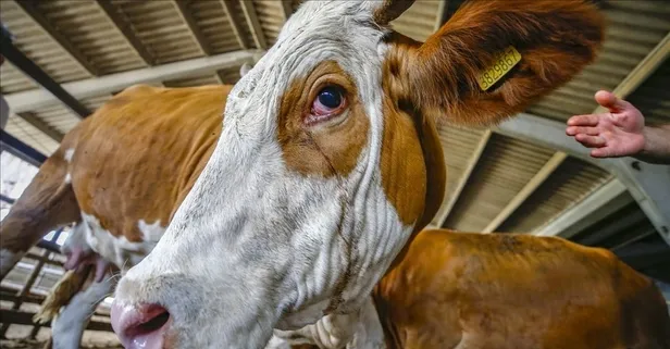 Diyanet uyardı: Kurbanı namazdan önce keserseniz kabul olmaz