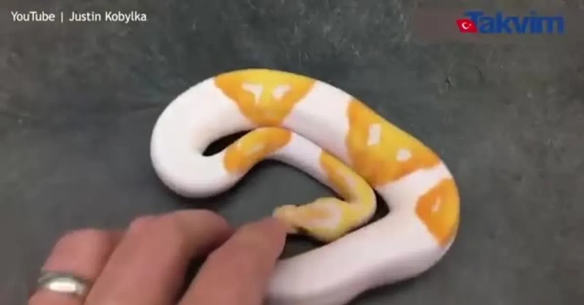 gulen yuz emojili kraliyet pitonu cinsi yilan 6 bin dolara satildi