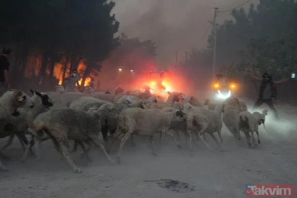 İzmir'deki yangın kontrol altına alındı! Bakan Yumaklı bölge bölge son durumu açıkladı - 12
