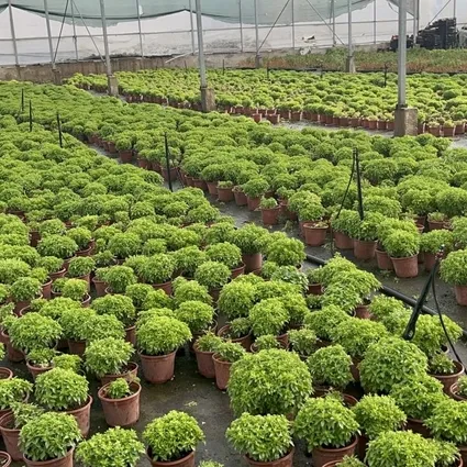 Fesleğen mideyi rahatlatıyor