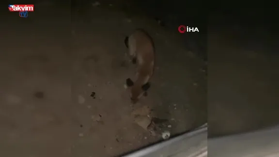 İnegöl’de sürücü tilkiyi cipsle besledi