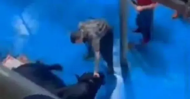 Amasya'da skandal görüntüler: Kral Et Entegre Merkezi'nde hayvana işkence edildi! Bakanlık harekete geçti: 5 kişi tutuklandı