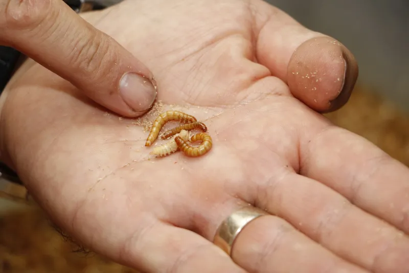 Antalya'da çekirgenin kavurmasını yapıp ailesine yediriyor! - 9