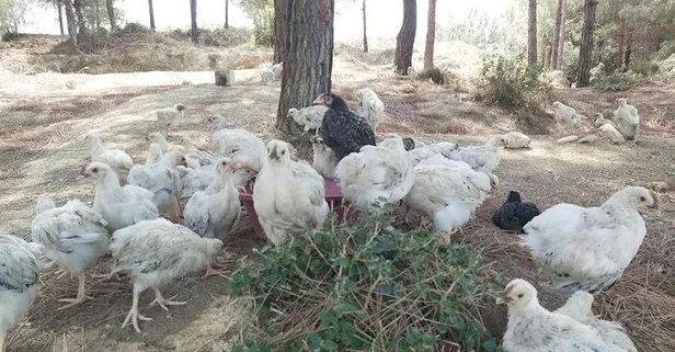Adana’da ölüme terk edilen yaklaşık 300 civciv ekipler tarafından toplanmaya başlandı