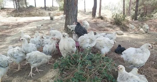 Görüntüler tepki toplamıştı! Harekete geçildi