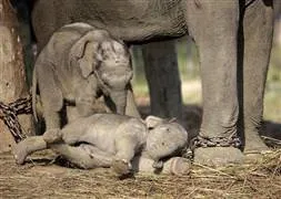 Nepal’de köye giren fil 3 kişiyi ezdi