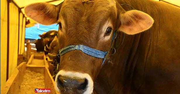 Arefe günü kurban kesilir mi? Kurban kesim vakti saati ne zaman başlar, ne zaman biter? Bayramın 2. 3. ve 4. günü kurban kesilir mi 2021?