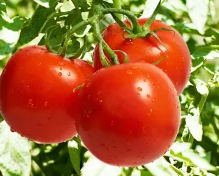 Tarladan sofraya 5’e katladı