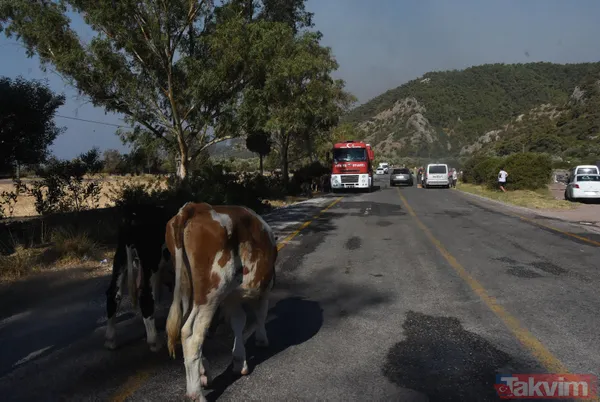 Alevlerin sardığı Bodrum Gökbel Mahallesi halkı 500 büyükbaş hayvanla yollara düştü - 15