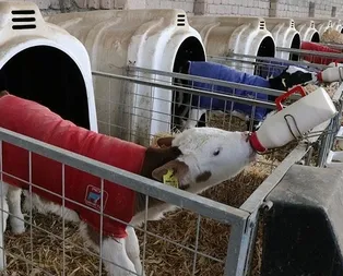 2018/2 dönem buzağı desteklemeleri ne zaman? Buzağı desteklemesi ne zaman ödenecek?