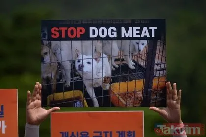 Güney Kore köpek eti yemeyi yasaklıyor! Her yıl 1 milyon adet katlediliyor