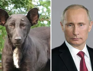 Ünlülerin tıpatıp benzeri hayvanlar