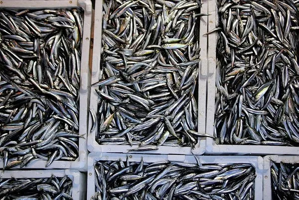 igneadada-hamsi-bereketi-balikcinin-yuzunu-guldurdu-balik-bollugu-fiyatlara-da-yansiyacak-1611085696969.jpeg İğneada'da hamsi bereketi balıkçının yüzünü güldürdü: Balık bolluğu fiyatlara da yansıyacak-4