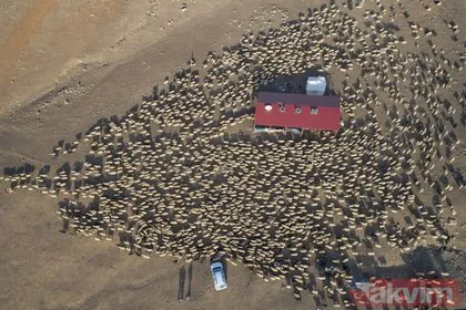 Göç yolculuğu görüntülendi! Van’da binlerce koyun yaylalardan indiriliyor