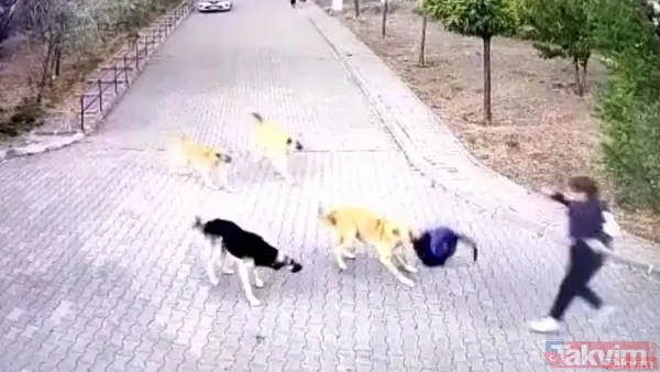 Başıboş köpekler bir aileyi yok ediyordu! Samsun Bafra'da feci kaza... Biri 5 aylık bebek 3 yaralı - 13