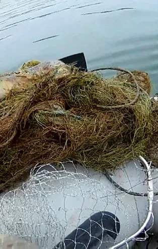 Kızılırmak'ta 'hayalet ağ' katliamı! İç sular alarm veriyor! Canlıların nesli tükeniyor...