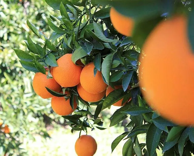 Portakal-biber kanser biter