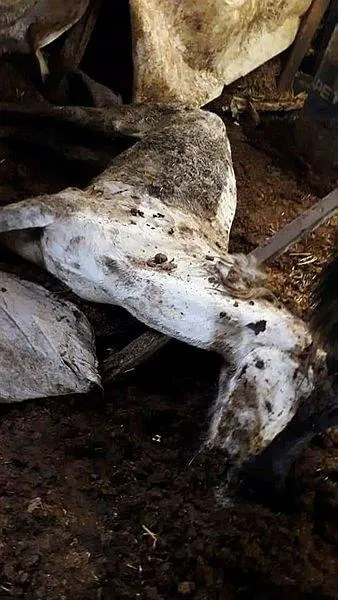 SON DAKİKA: CHP'li İBB'nin kayıp at skandalında kan donduran gerçek: Kayıp atlara kayıt dışı ilaç-3