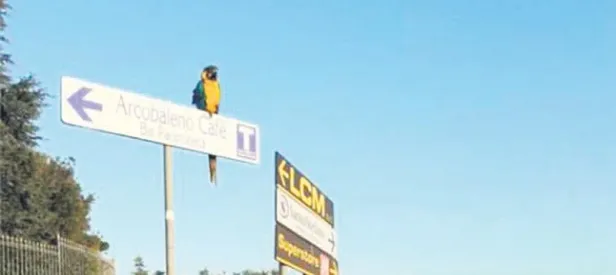 Papağan Frankie yasta