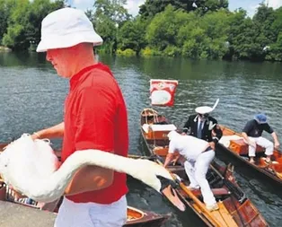 Kuğuların suçu ne!