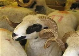 Kurbanlık fiyatları ne kadar?