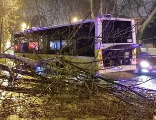 İETT kazası: Otobüs asırlık çınar ağacına çarptı