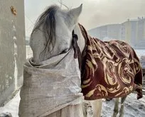 Dondurucu soğuklara karşı atlara battaniyeli önlem
