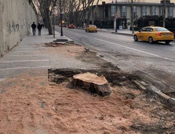 Katledilen 112 ağaçla ilgili tek kelime edemedi