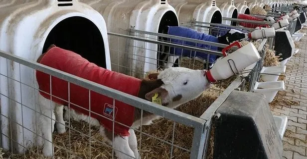 Buzağı desteklemeleri yattı mı? 2018 2. dönem buzağı desteklemeleri ne zaman yatacak?-4