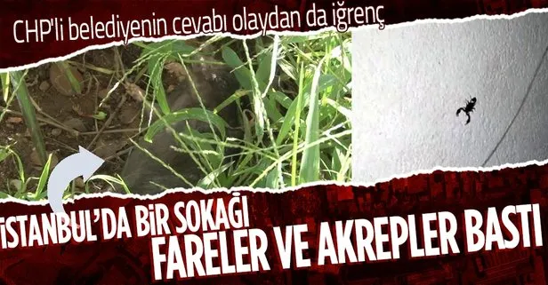 İstanbul Sarıyer Mühendis Şevket Sokağı’nı akrepler ve fareler bastı! CHP’li Sarıyer Belediyesi ve İBB müdahale etmiyor
