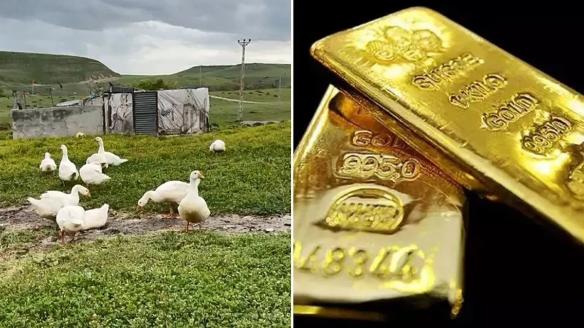 Bir tanesiyle 4500 TL kazanıyorlar! Köylüler gram altın yerine bunu biriktiriyor