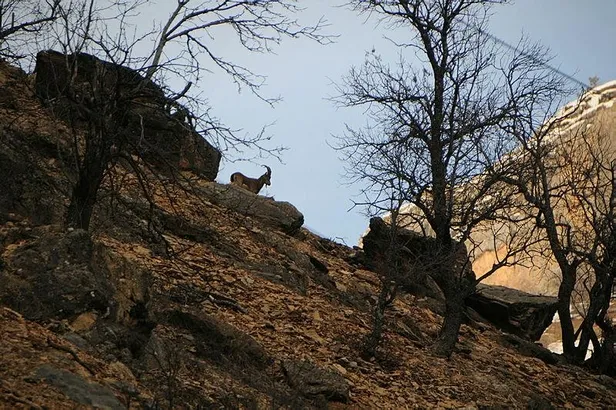 Tunceli'de yiyecek bulmakta zorlanan dağ keçisi sürüsü ilçeye indi-1