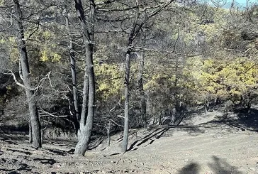 Denizli’de orman yangını