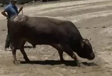 Ayder Geleneksel Boğa Güreşleri