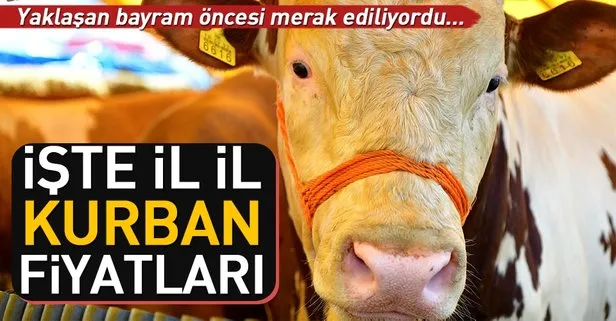 İşte il il kurban fiyatları!