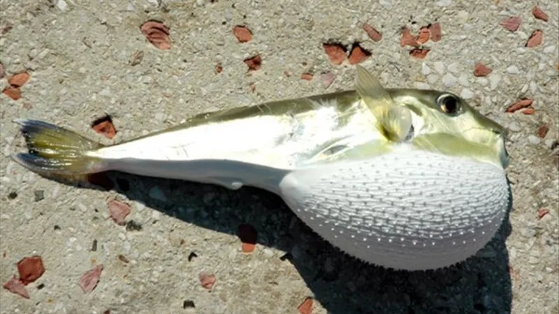 akdeniz-ve-ege-kiyilarinda-rekor-av-balon-baligi-yakalayana-35-tl-destek-1776858268769.jpg Akdeniz ve Ege kıyılarında rekor av: Balon balığı yakalayana 35 TL destek-3