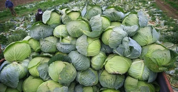 Lahana karaciğer hastalıklarına savaş açıyor!