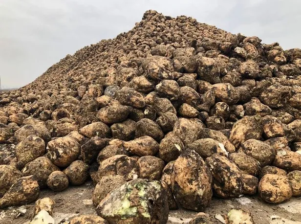Şekerdeki zammın sebebi stokçular: Bağımlılık bitti üretim tam gaz! Depolar ağzına kadar dolu-3