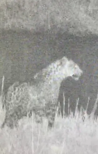 Iğdır'da yine leopar görüntülendi