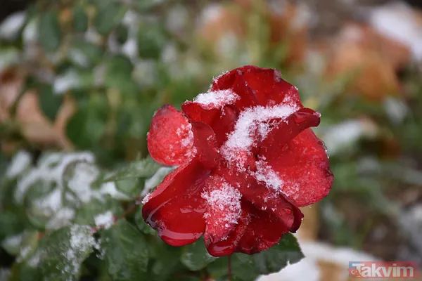 Kar, ayaz ve don alarmı: -16 derecelik soğuklar kapıda! Meteoroloji'den 3 ile sarı kodlu uyarı - 21