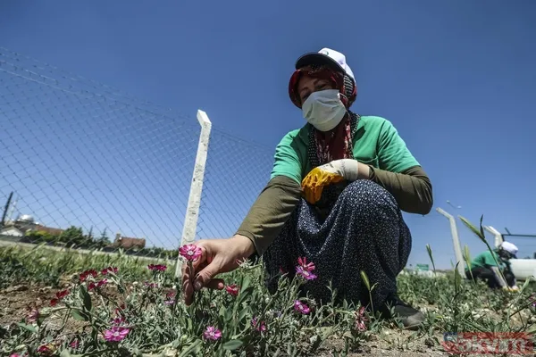 Dünyada sadece Ankara Gölbaşı'nda yetişiyor! 'Sevgi çiçeği' özel koruma altında - 10