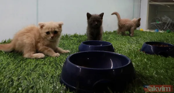 Satışı yasak olan hayvanları internetten satıyorlar - 13