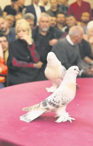 Uçan daire! Bu güvercinlerin fiyatı dudak uçuklatıyor...