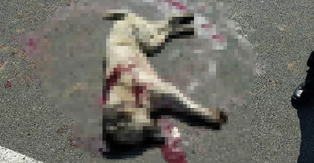 SON DAKİKA: Alçak saldırı! Köpeği tabancayla öldürdü